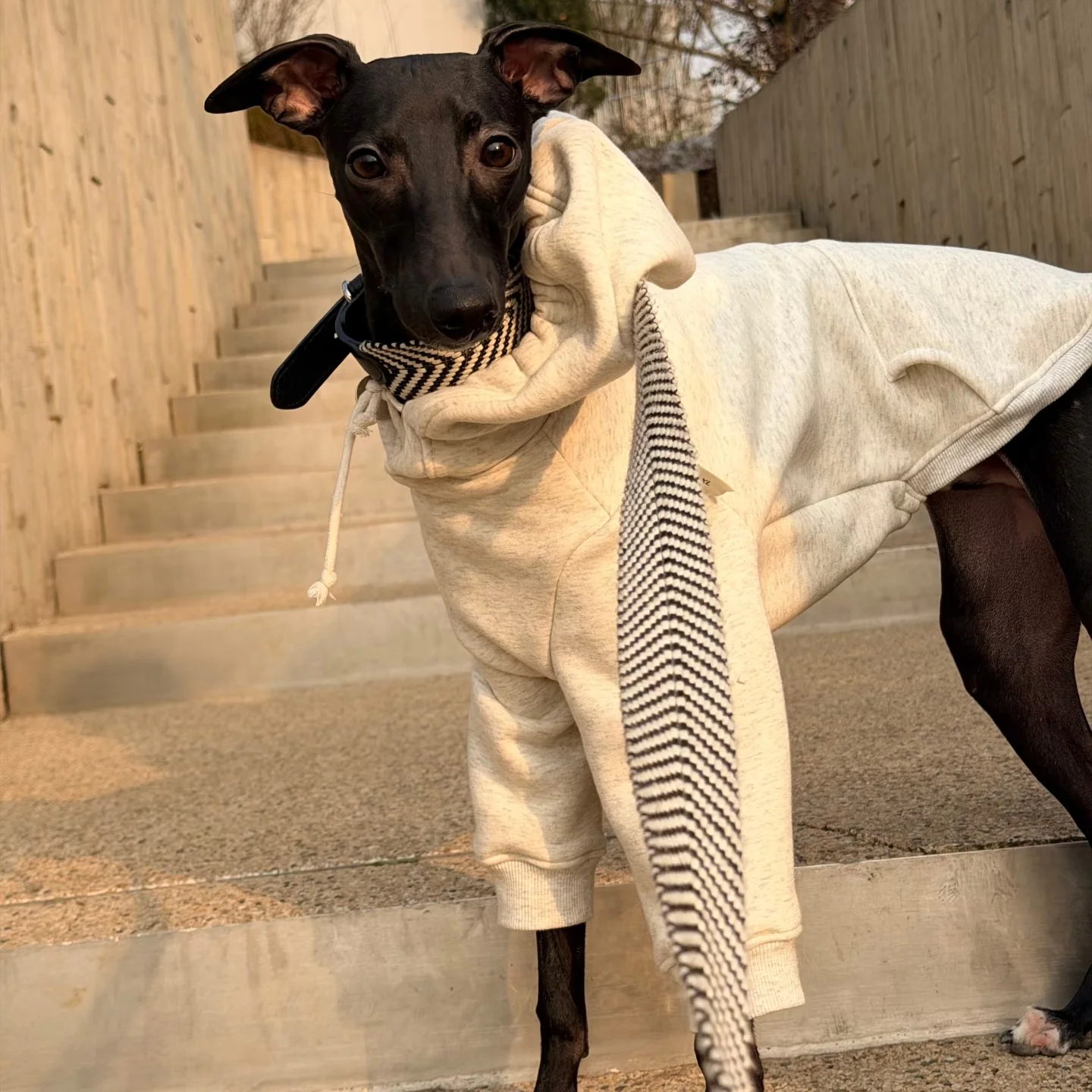 Sudadera con capucha manga larga gris para Galgo Italiano y Whippet - imagen 5