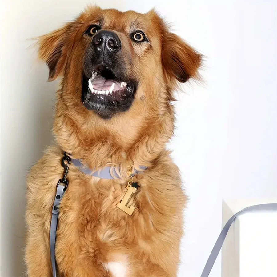 Correa impermeable para perros - Piombo de tracción duradero y de secado rápido con costuras reflectantes - Ajustable para razas pequeñas a grandes - Perf - imagen 5