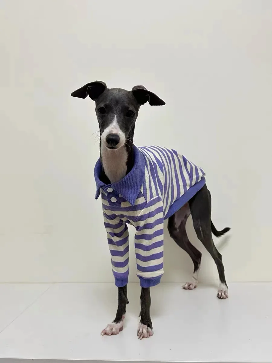 Camisa POLO de algodón puro para perro, ropa elástica de galgo italiano Whippet Bellington, rayas moradas, Otoño e Invierno - imagen 4