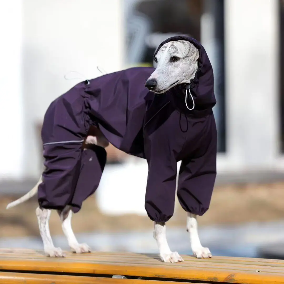 Chaqueta cortavientos para galgo italiano y whippet