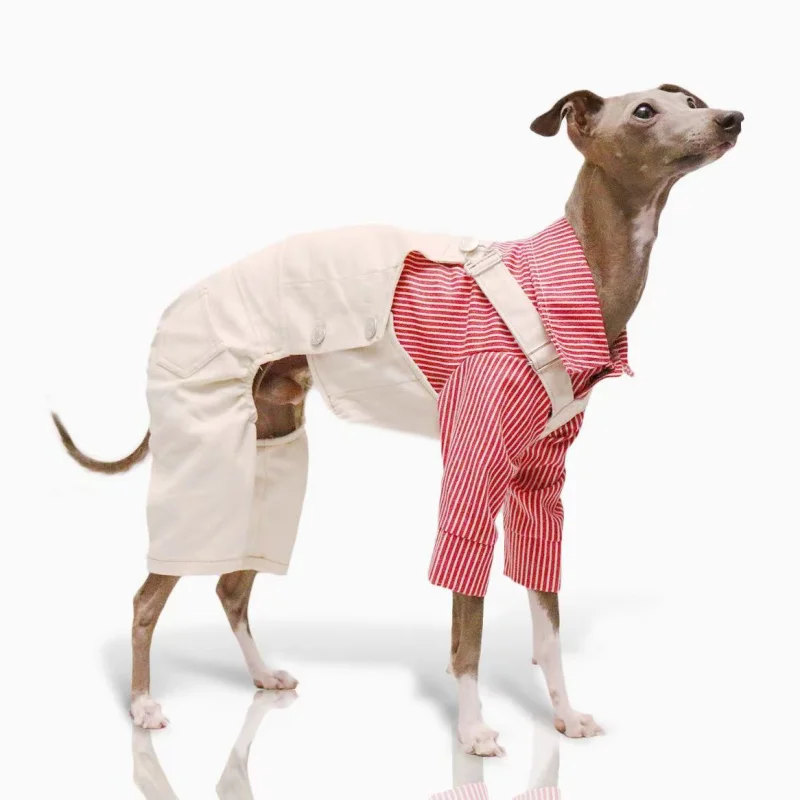 Ropa para mascotas Pantalones de transporte de mezclilla delgada azul ajustable para perros medianos Abrigo blanco de primavera de 4 patas para Italia Greyhound Wellingtonian - imagen 5