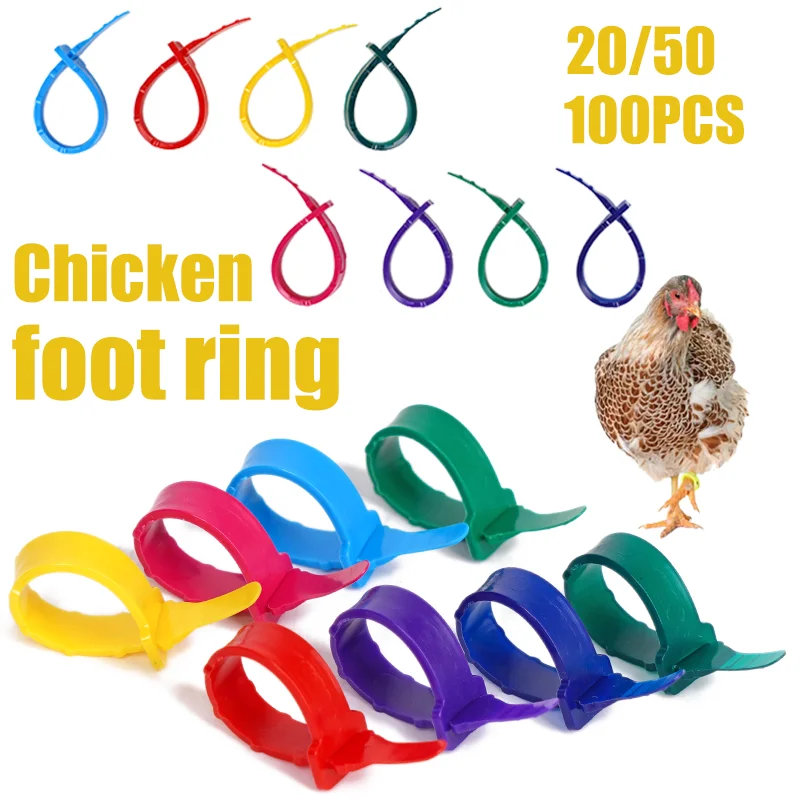 Anillo identificación ajustable para patas de pollo – avícola - imagen 3