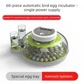 60 bird Eggs single