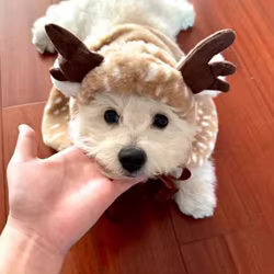 Capa navideña de alce para perros y gatos, capa cálida para disfraz de reno con sombrero para mascotas pequeñas y medianas, cosplay festivo