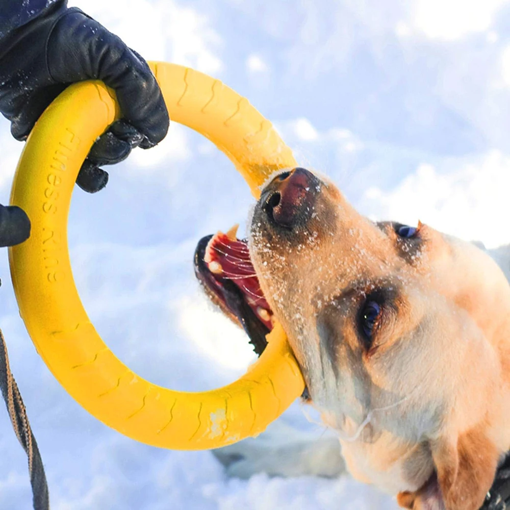 Pack de juegos para perros medianos y grandes – Disco flotante, anillo y pelota