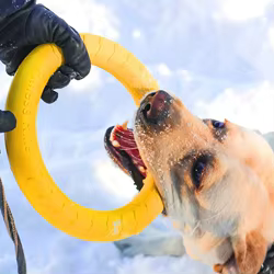 Pack de juegos para perros medianos y grandes – Disco flotante, anillo y pelota