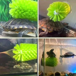 Cepillo para caparazón de tortuga – Elimina suciedad y protege la salud