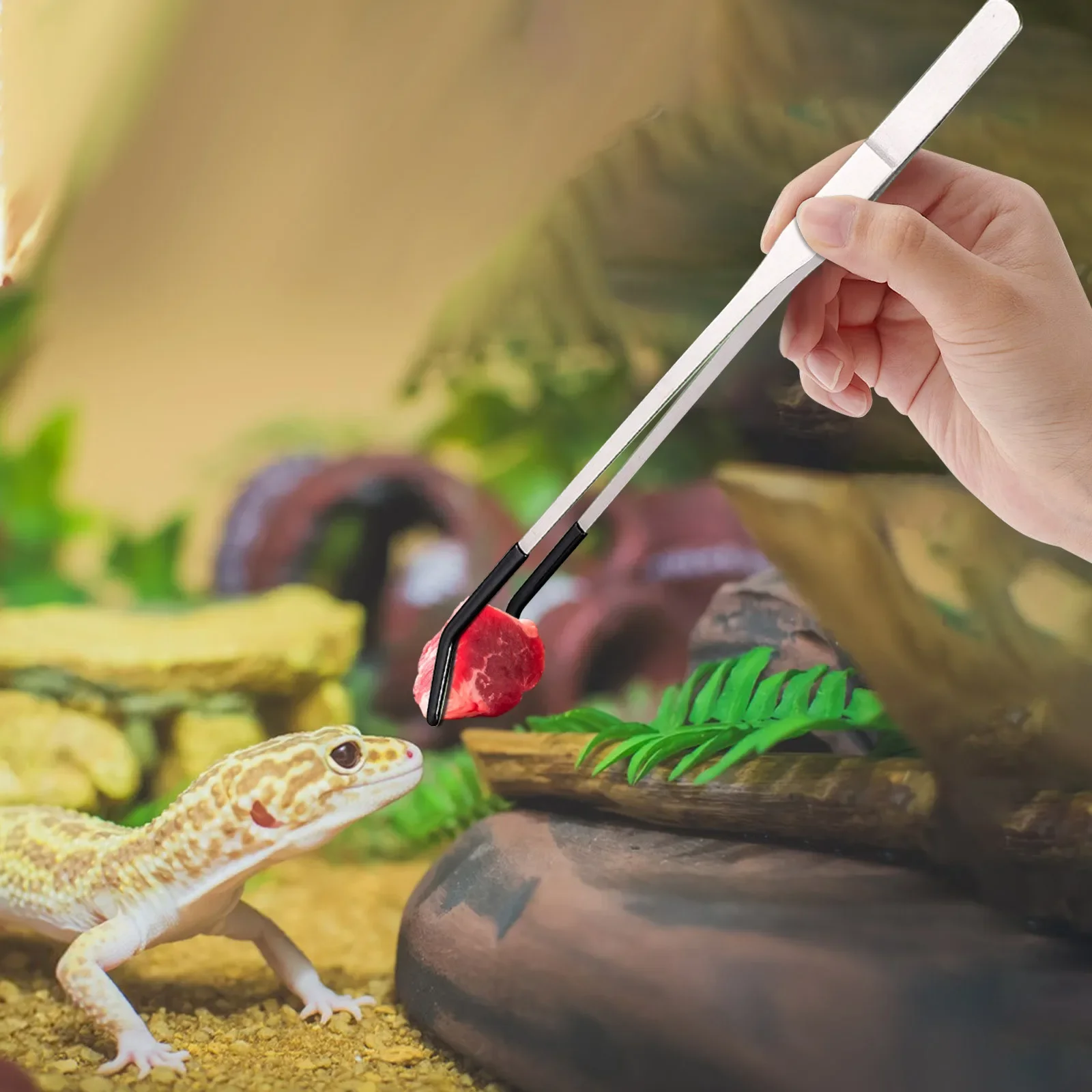 Pinzas inoxidables rectas y punta curva para alimentación de reptiles