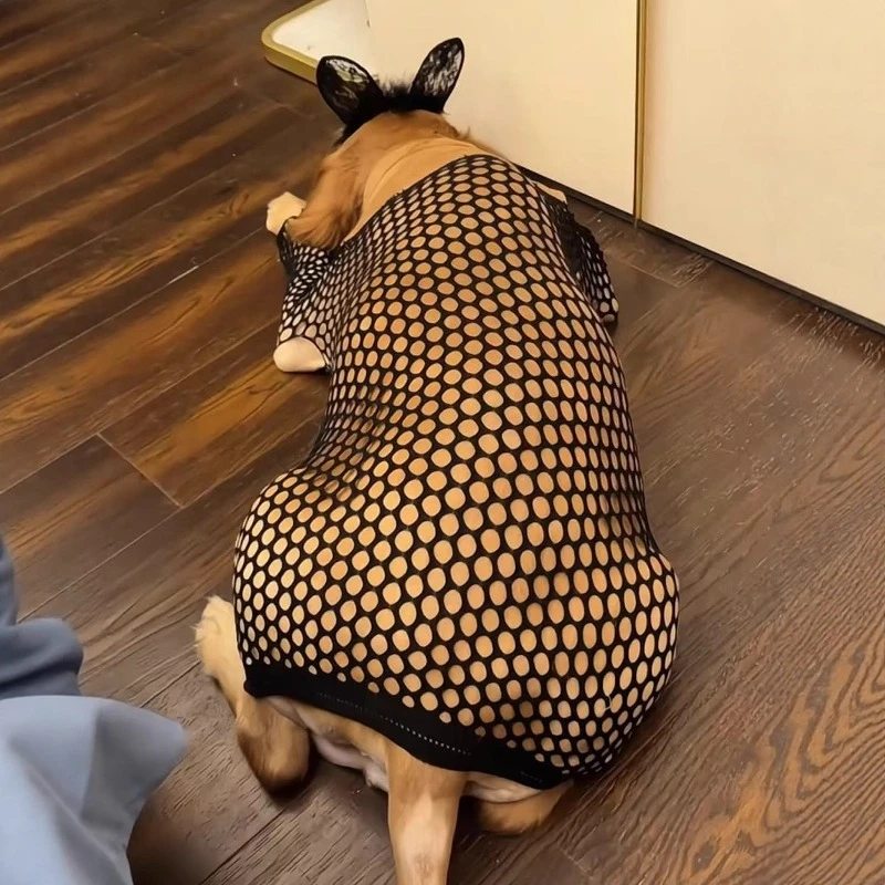 Ropa creativa para perros, ropa divertida para perros, rejilla transpirable de verano para cachorros, ropa para perros grandes, chaleco para mascotas, suministros de accesorios - imagen 3