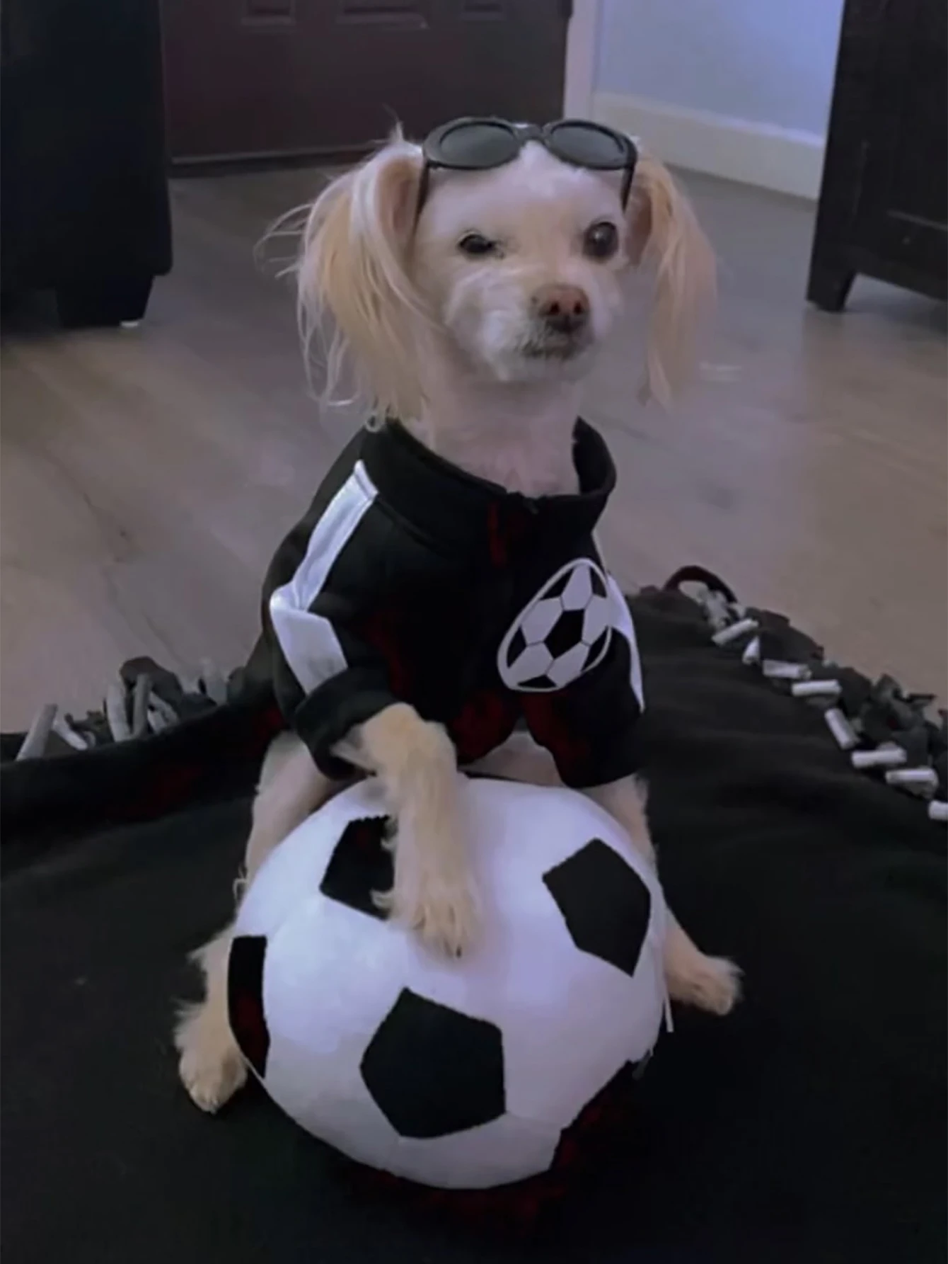 Juguete peluche balón fútbol con ventosa para perros pequeños y medianos - imagen 5