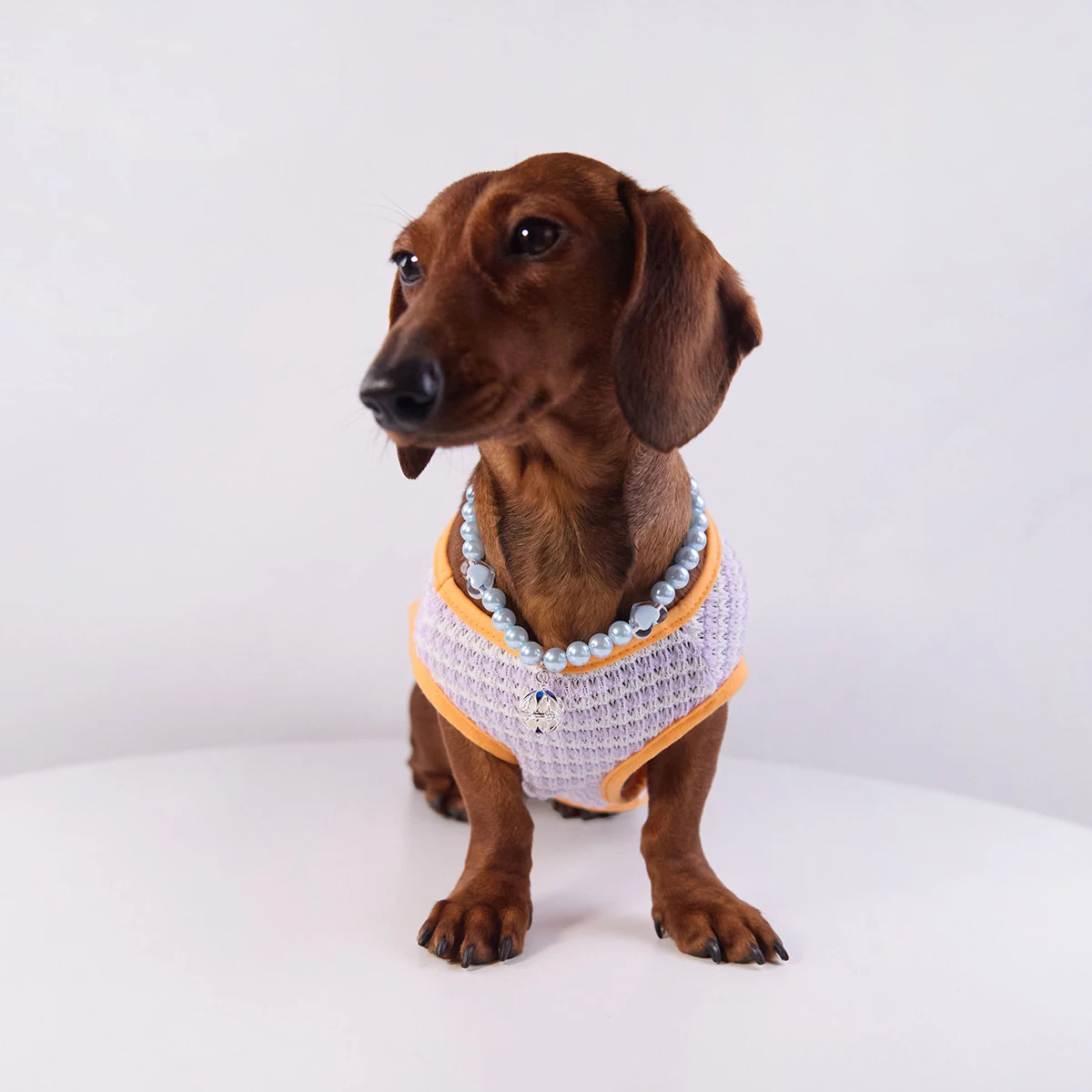 Camiseta de rayas para perros Dachshund - verano algodón suave - imagen 5