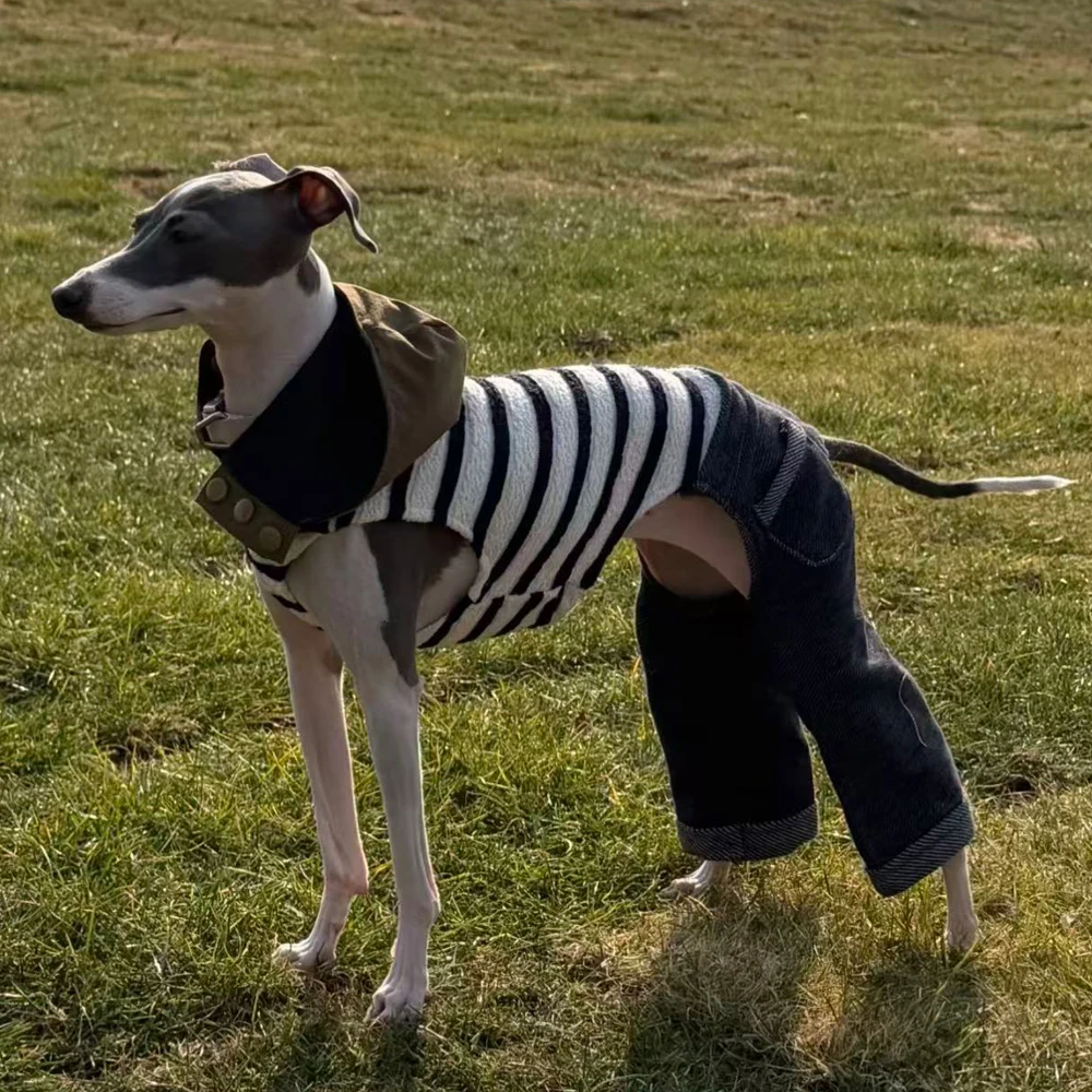 Mono de mezclilla elástico para perro Galgo Italiano – Ropa primavera - imagen 4