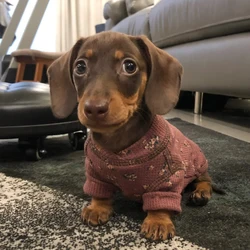 Sudadera de algodón con estampado floral para perro salchicha