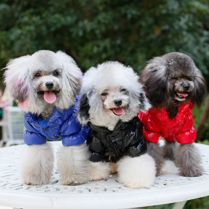 Mono para perro pequeño en posición frontal