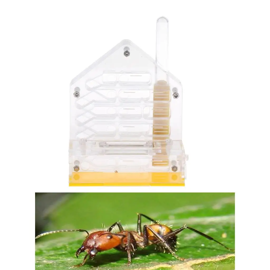 Clear Insect Ant Housing Acrylic Nest Ants Feed Farm Formicarium Box Clear Insect Ant Housing Acrylic Nest Ants Feed Farm Formicarium Box