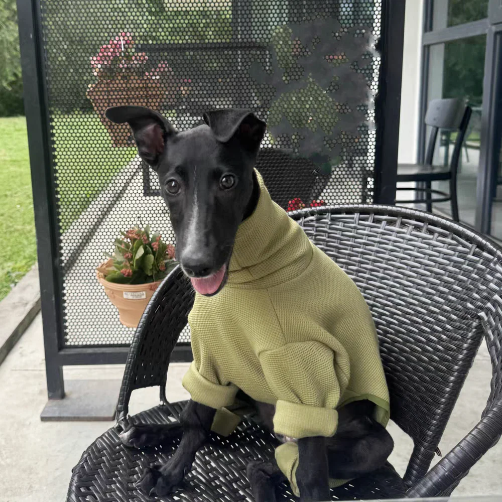 Ropa para perros Soft Green Waffle Abrigo de 4 patas de cuello alto para Little Greyhound Sudadera de primavera para perros caniche cachorros pequeños y medianos - imagen 3