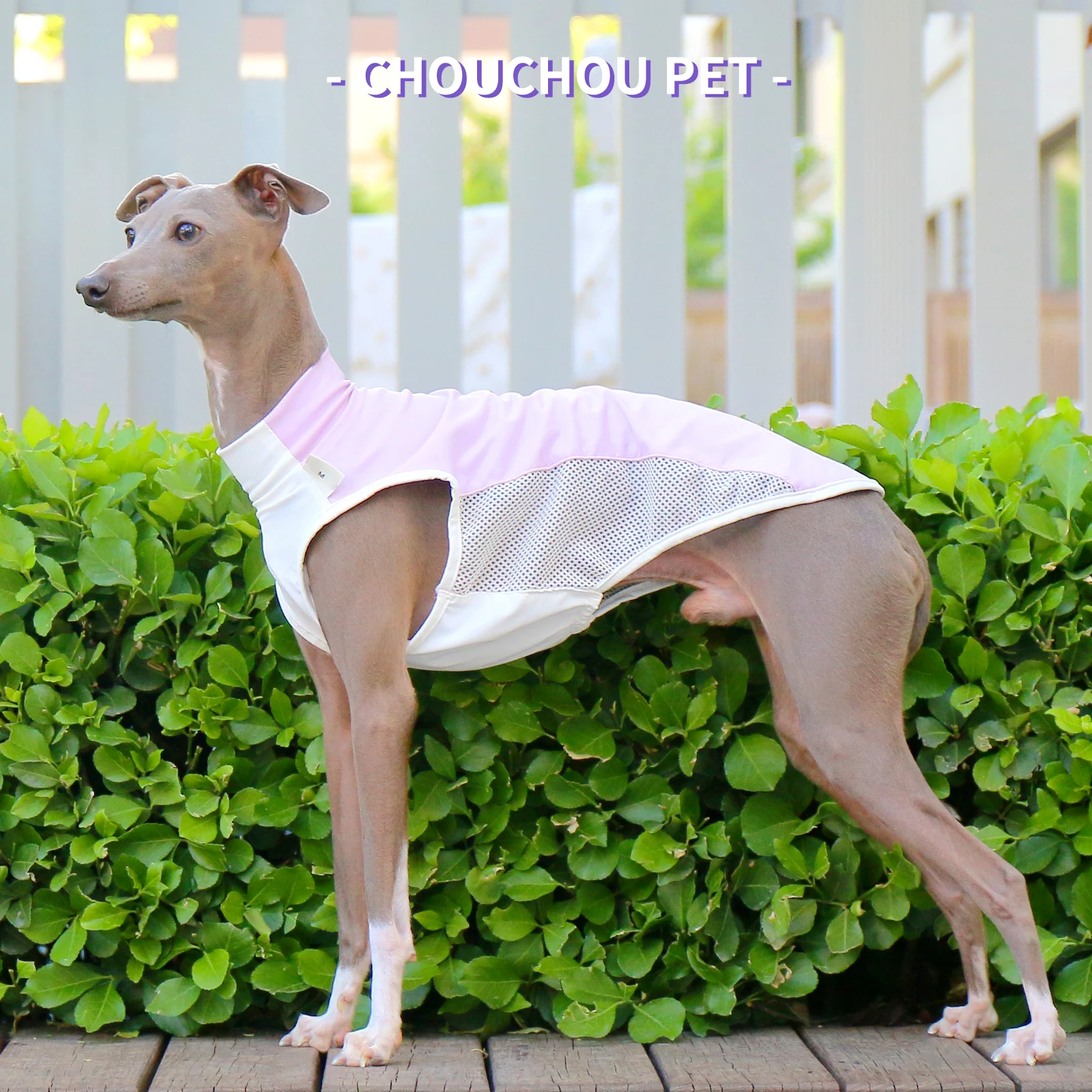 Camiseta refrescante de verano con galgo italiano (Iggy) Whippet/Saluki, nuevas variedades - imagen 2