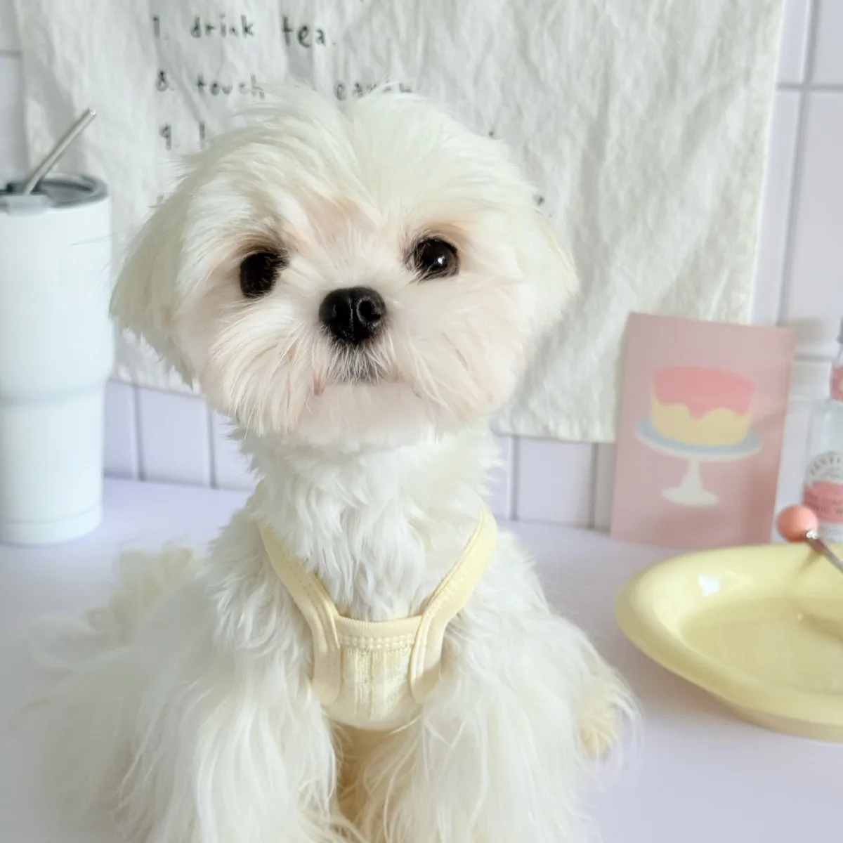 Camisola fina de color caramelo para primavera y verano para mascotas, chaleco fresco con oso de peluche, vestido para gatos y mascotas, ropa para cachorros, chaleco refrescante para perros - imagen 3