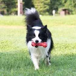 Juguete para perros: hueso sonoro, masticable y resistente de TPR