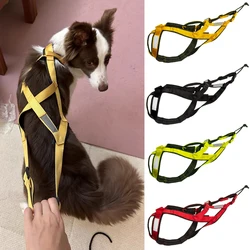 Arnés trineo y running para perros – Resistente y duradero