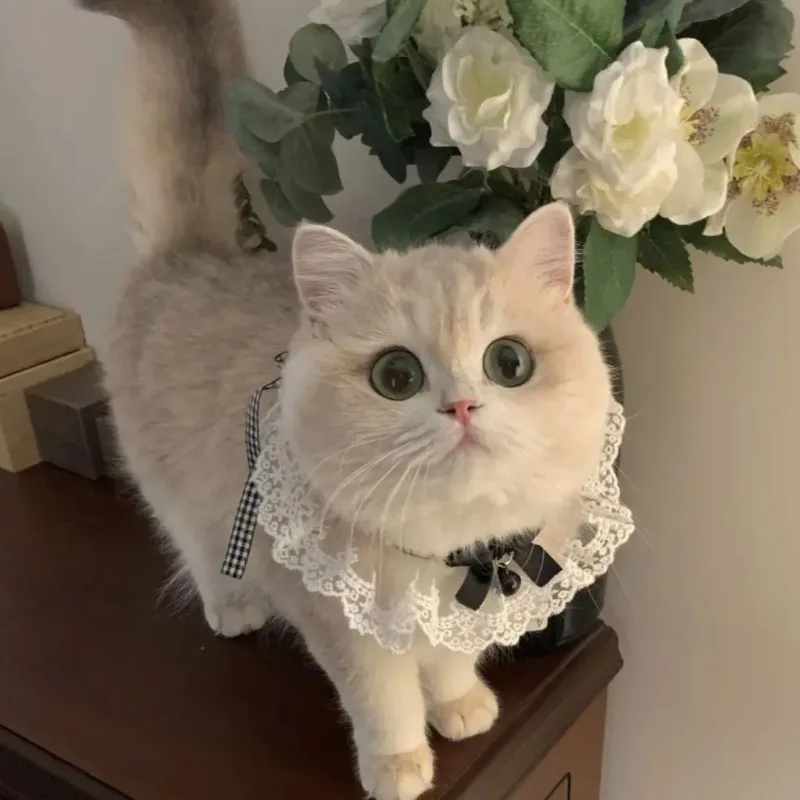 Toalla de Saliva atada con lazo para gatos, Collar de encaje estilo princesa, Collar con campana, bufanda, productos decorativos para mascotas, Collar de flores para perros y gatos - imagen 4