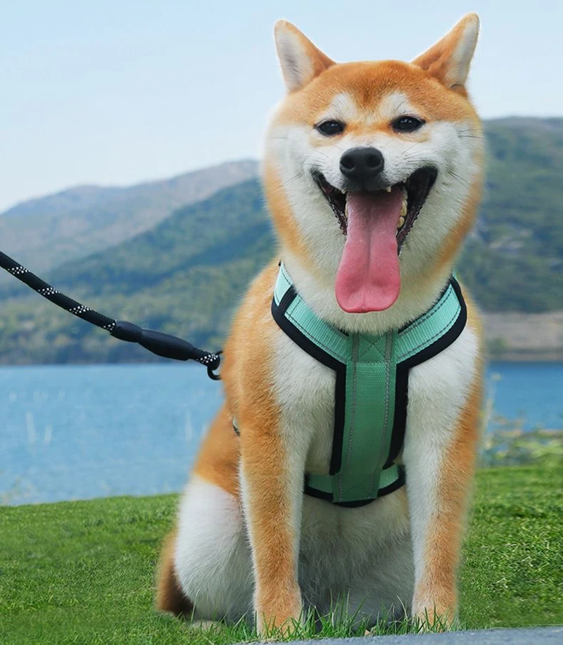 Arnés para perros pequeños y medianos, sin tirones, para caminar, senderismo, mascotas con asa, suministros para mascotas, Corgi, Shiba, Inu, Pug - imagen 3