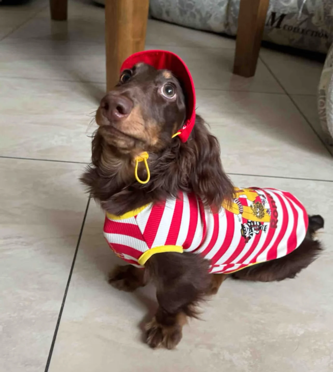 Camisa de moda, chaqueta de primavera y verano para perro salchicha con sombrero, ropa de rayas rojas de tejón para mascotas, traje para abrigo de tejón de medios pequeños