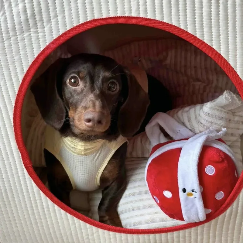 INS-juguete bonito para mascotas, caja de regalo de comida oculta, juguete para olfatear Bb, llamada Vocal interactiva, comida lenta, regalo de cumpleaños, juguetes para perros, suministros para mascotas - imagen 2
