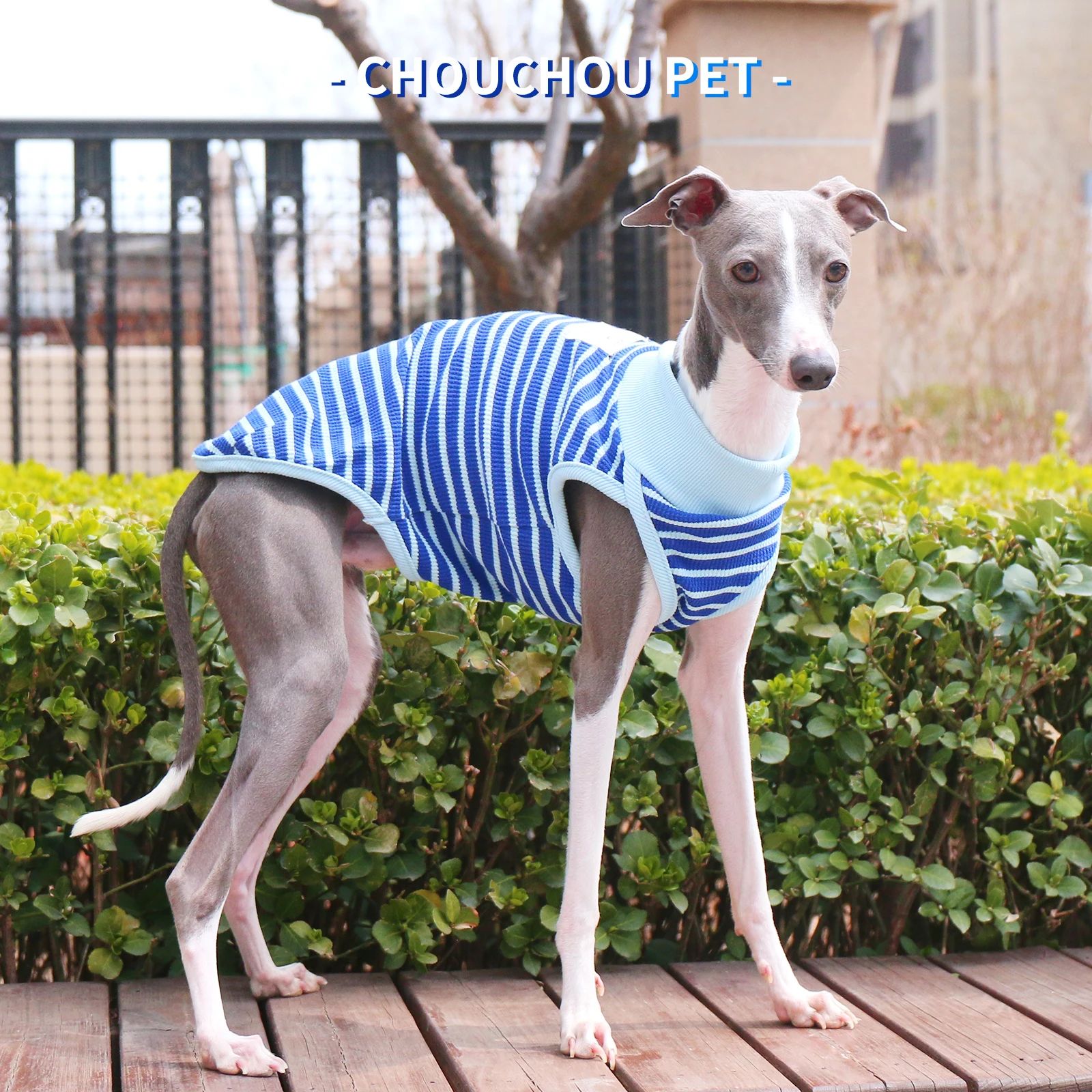Galgo italiano - Camiseta sin mangas a rayas verde azulado Whippet Sighthound Chaleco de verano para perros