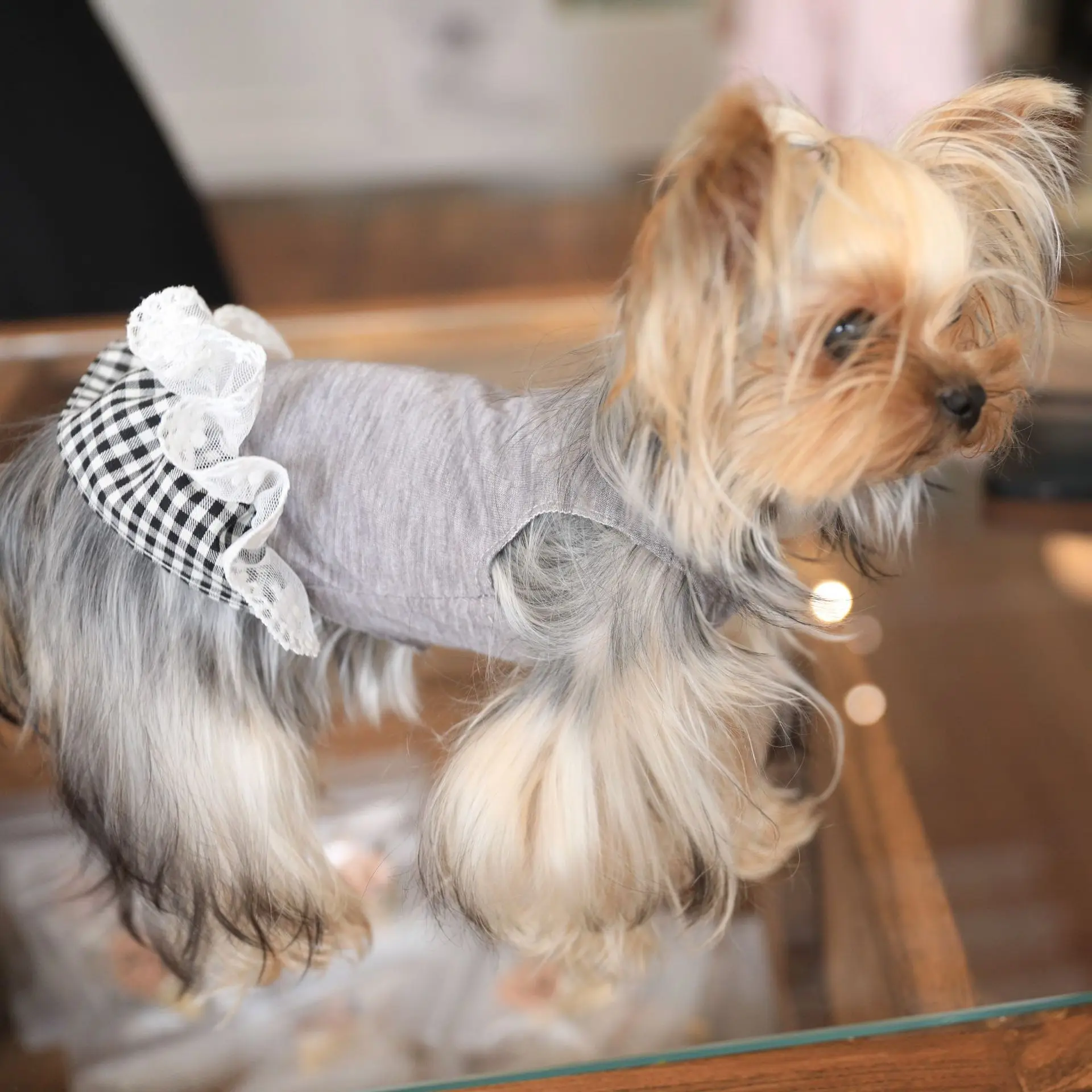 Camisa básica de Color sólido para mascotas, vestido de encaje a cuadros, camiseta para gato, perro de peluche, ropa para cachorros pequeños, primavera