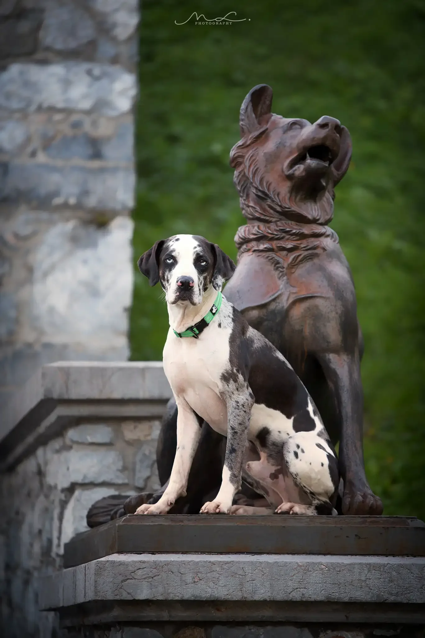 Truelove-Collar para perro mascota, correas ajustables de nailon, acolchado, suave, reflectante, duradero, entrenamiento resistente, personalizado, de lujo, TLC5011 - imagen 3