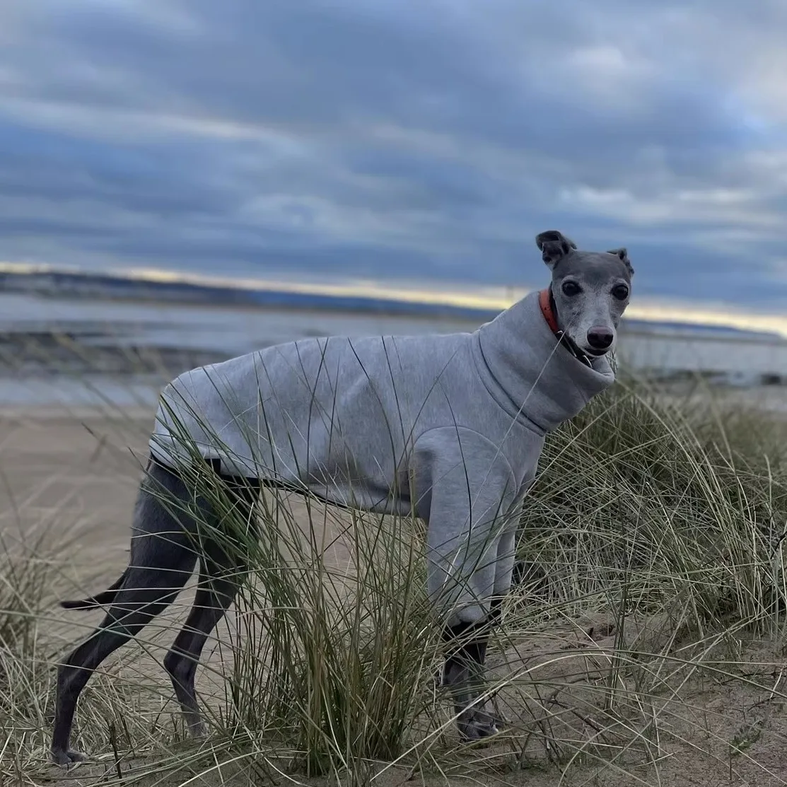 Mono de 2 patas de lana gris a la moda para galgo italiano, camiseta de manga larga con cuello alto para perros, pijamas de invierno para Whippet - imagen 3