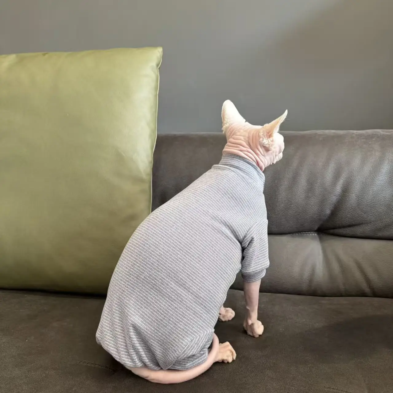 Pijama a rayas para gato Sphynx y Devon Rex – Algodón suave - imagen 3