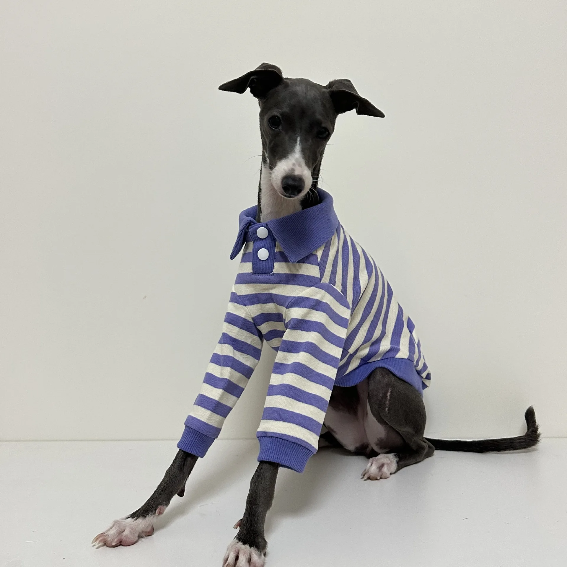 Polo de algodón puro a rayas para cachorro, ropa elástica y cómoda para perro Galgo Italiano, Otoño e Invierno