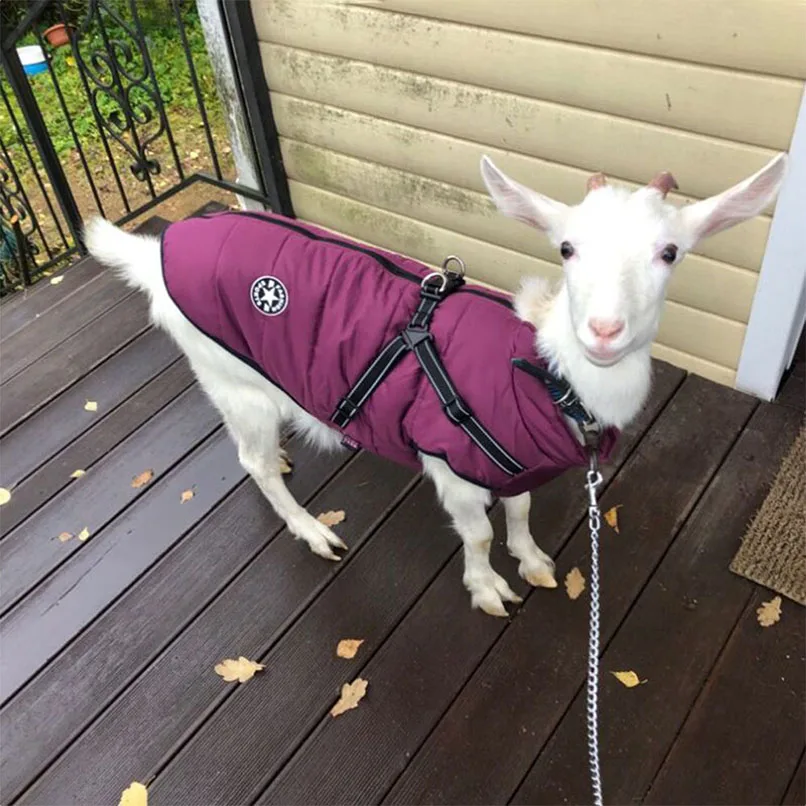 Ropa para cachorros, abrigo de invierno para perros, chaqueta para perros pequeños y medianos, disfraz reflectante, ropa para mascotas, Chihuahua, Bulldog Francés, trajes de Pug - imagen 2