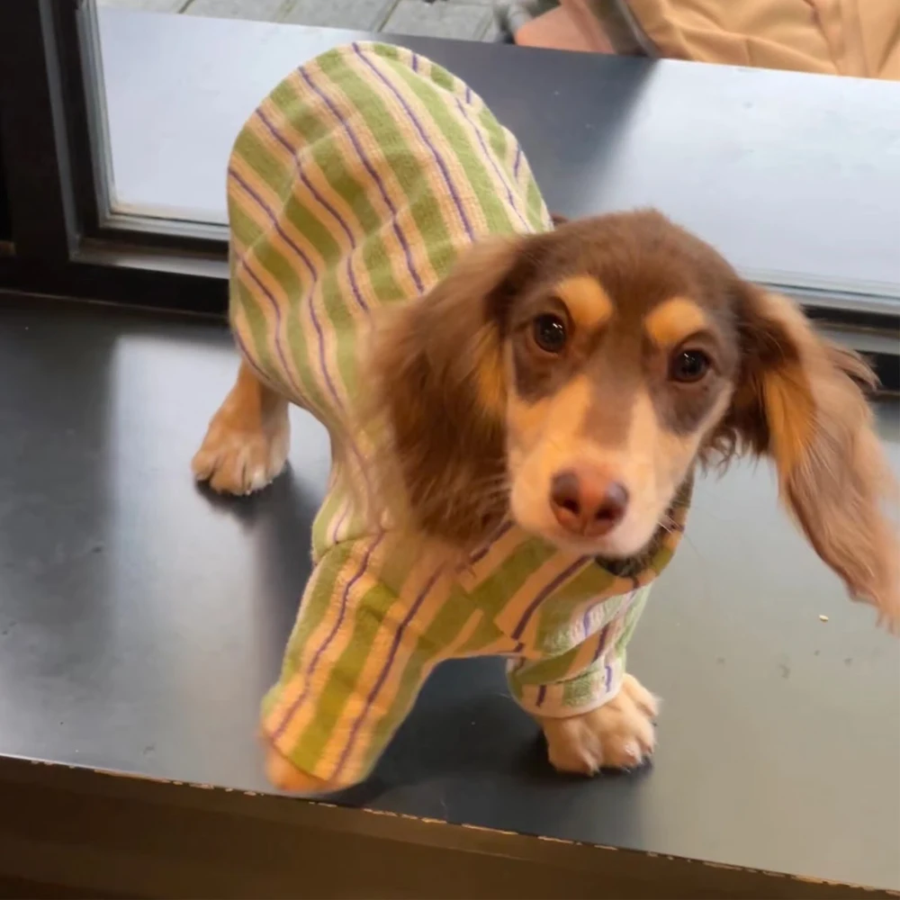 Sudadera de rayas verdes para perros Wiener, abrigo suave de otoño e invierno para perros salchicha, pijamas de lana cálidos para perros de tejón - imagen 5