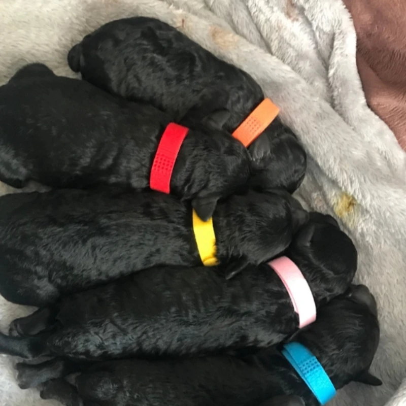 12 unids/set de collares para cachorros, Collar ajustable de nailon para gatitos para perros pequeños y gatos, bandas de identificación para mascotas de Color sólido - imagen 5