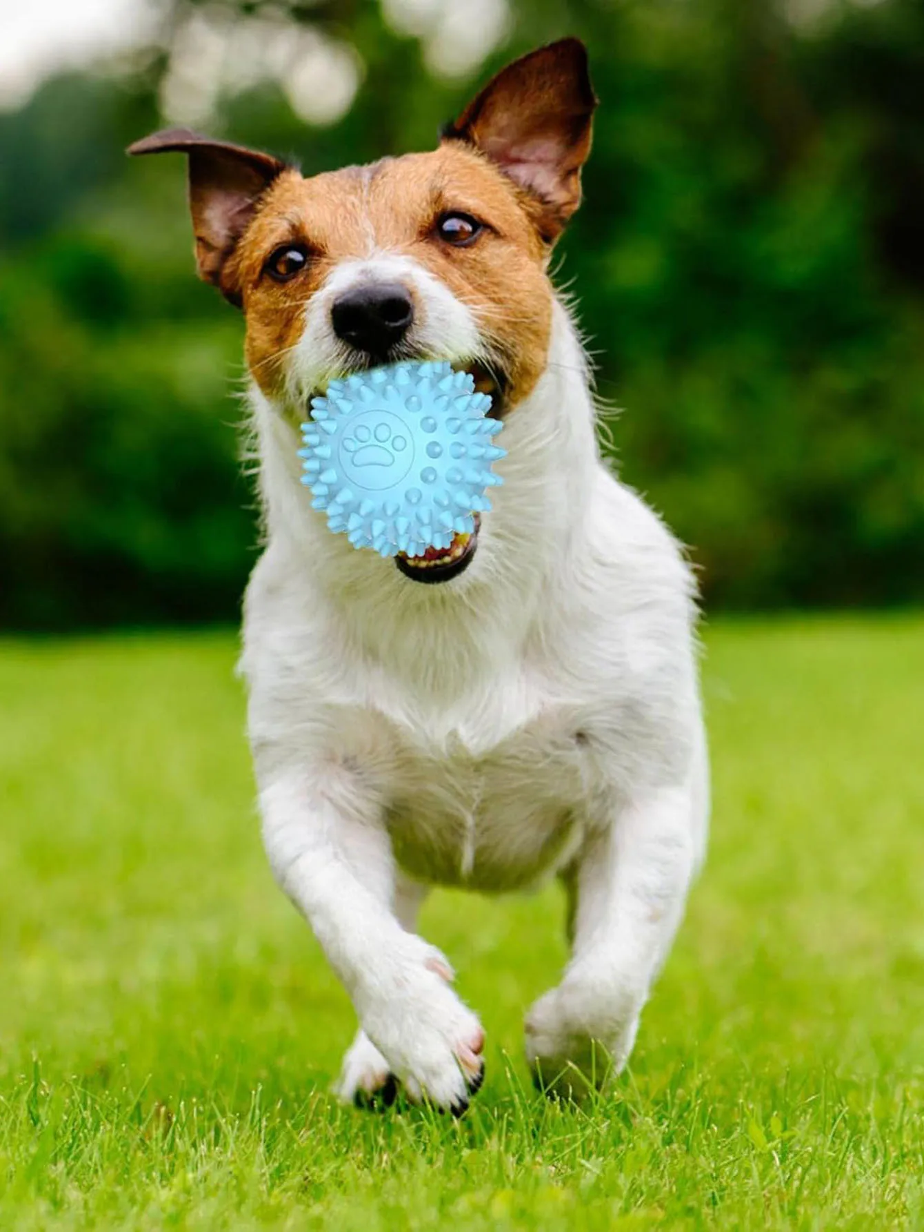 Juguete para masticar perros, bola de goma interactiva para perros pequeños y grandes, limpieza dental de mascotas, Bola de huella indestructible, accesorios para mascotas - imagen 2