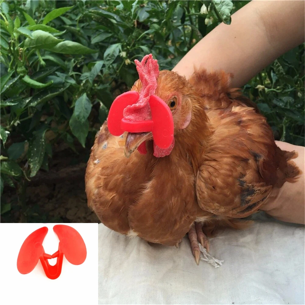 30 Uds. Gafas rojas sin perno para pollo, palomas, faisán, gafas de lucha antipilling, suministros para aves de corral de granja - imagen 2