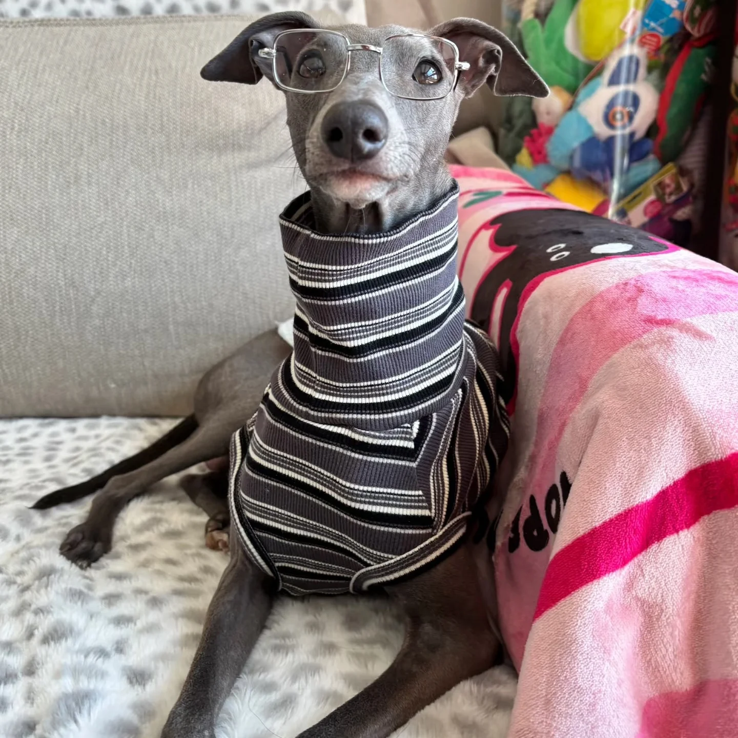 Camiseta de primavera de cuello alto a rayas grises para perros de mediana edad Abrigo de primavera sin mangas de algodón para pijama azul de verano de Greyhound Wellington - imagen 3