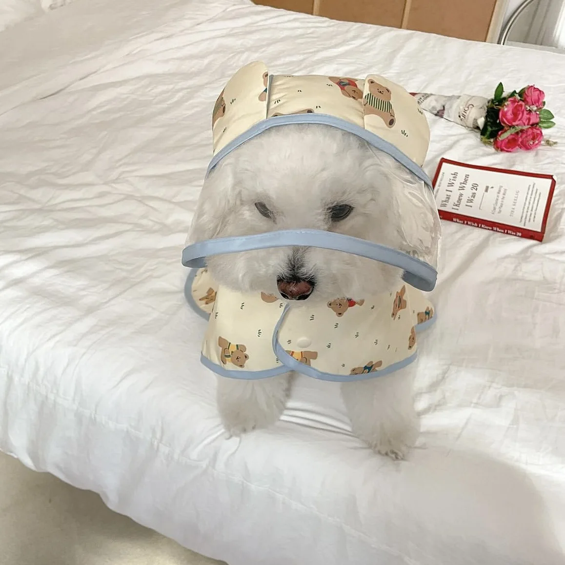 Chubasquero para cachorros, impermeable, reflectante, clásico, impermeable para mascotas con arnés para perros pequeños, Pomerania, Dachshund, Impermeable - imagen 4