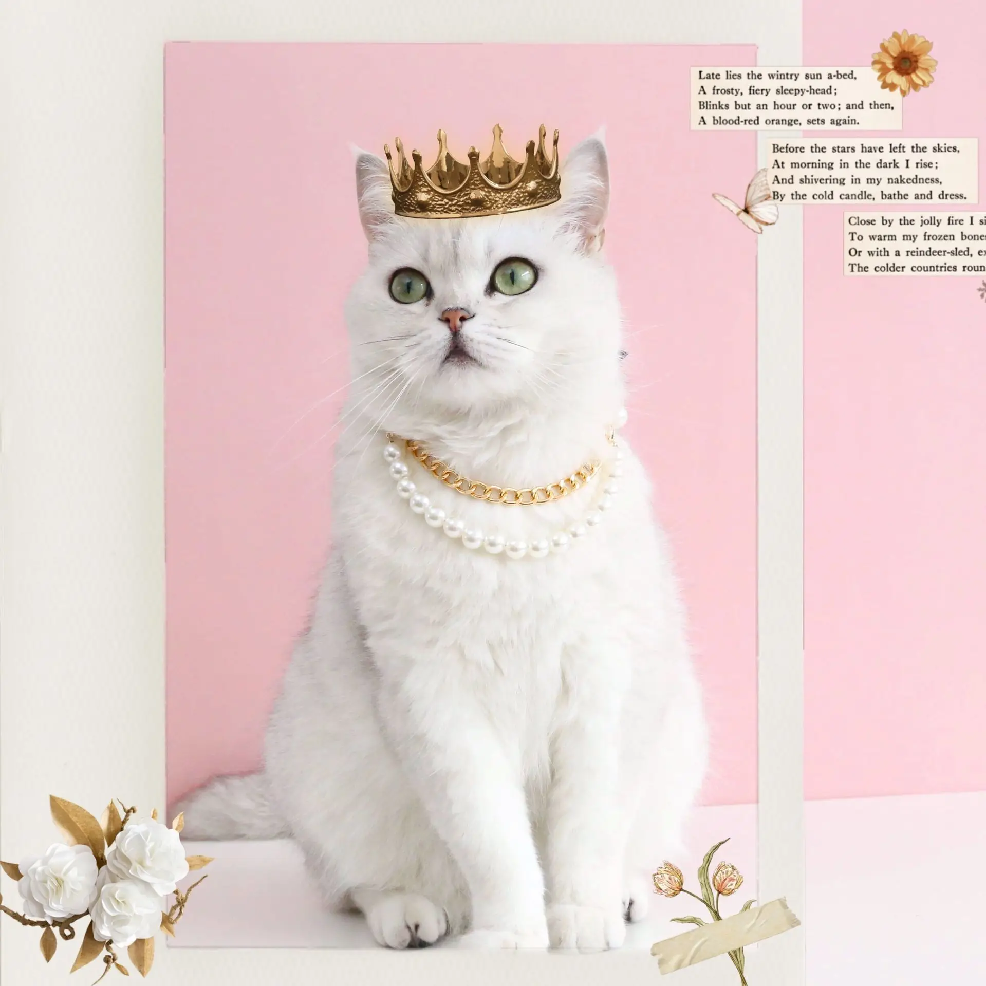 Collar de perlas de lujo para cachorros y gatos, joyería, accesorios para mascotas, Collar de cadena ajustable con cinta, colgante de perlas para gatos - imagen 4