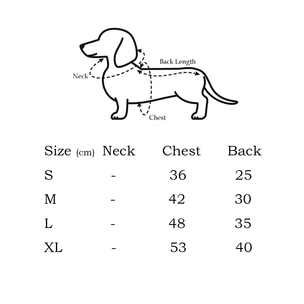 Perro dachshund con chaqueta puesta