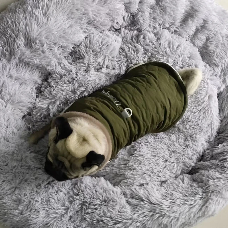 Perro pequeño usando chaqueta CDDMPET