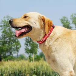 Collar identificativo bordado para perro – Ajustable nailon resistente