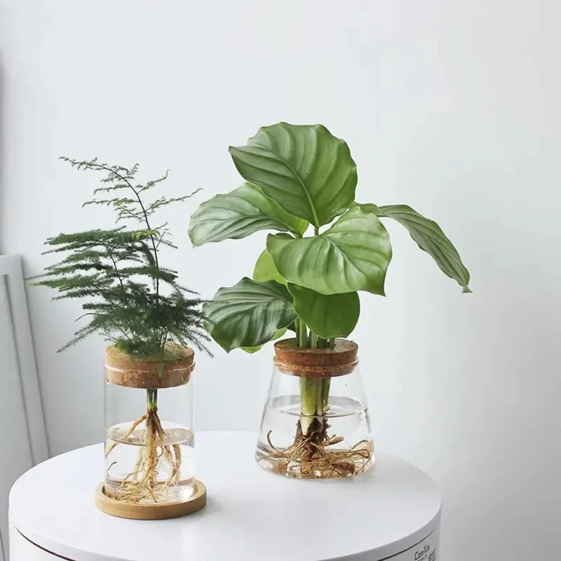 Terrario acuático de vidrio con tapa de madera, jarrón de plantas y peces hidropónicos de moda Ins para adorno de escritorio de sala de estar - imagen 2