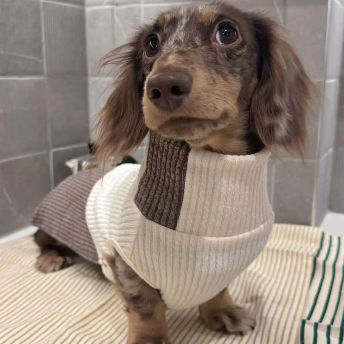 Suéter cuello alto para perro salchicha - Jersey cálido para perro pequeño