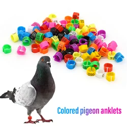 Anillos para marcar palomas y loros en plástico resistente