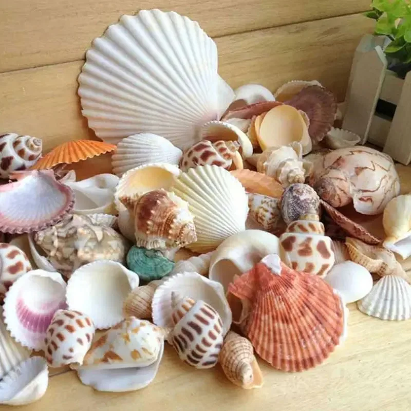 Conchas naturales para acuarios - decoración y paisajes submarinos - imagen 3