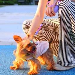 Correa telescópica automática para perros y gatos - 3 m, dos colores